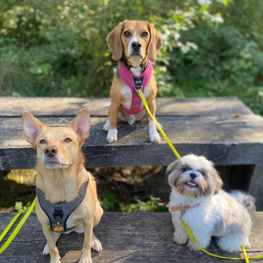 Une Vie de Chien 2